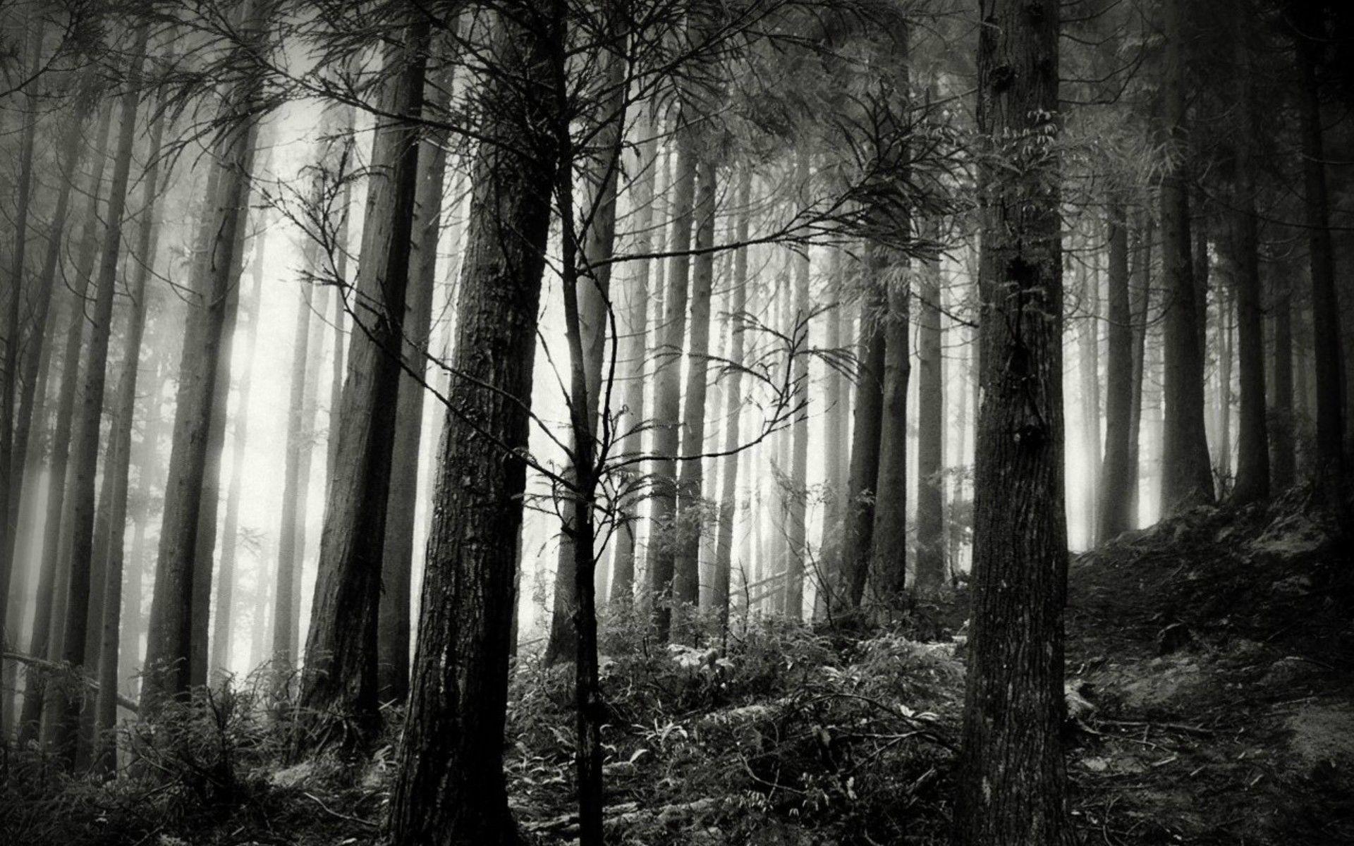 Black And White Forest Image Wallpapers