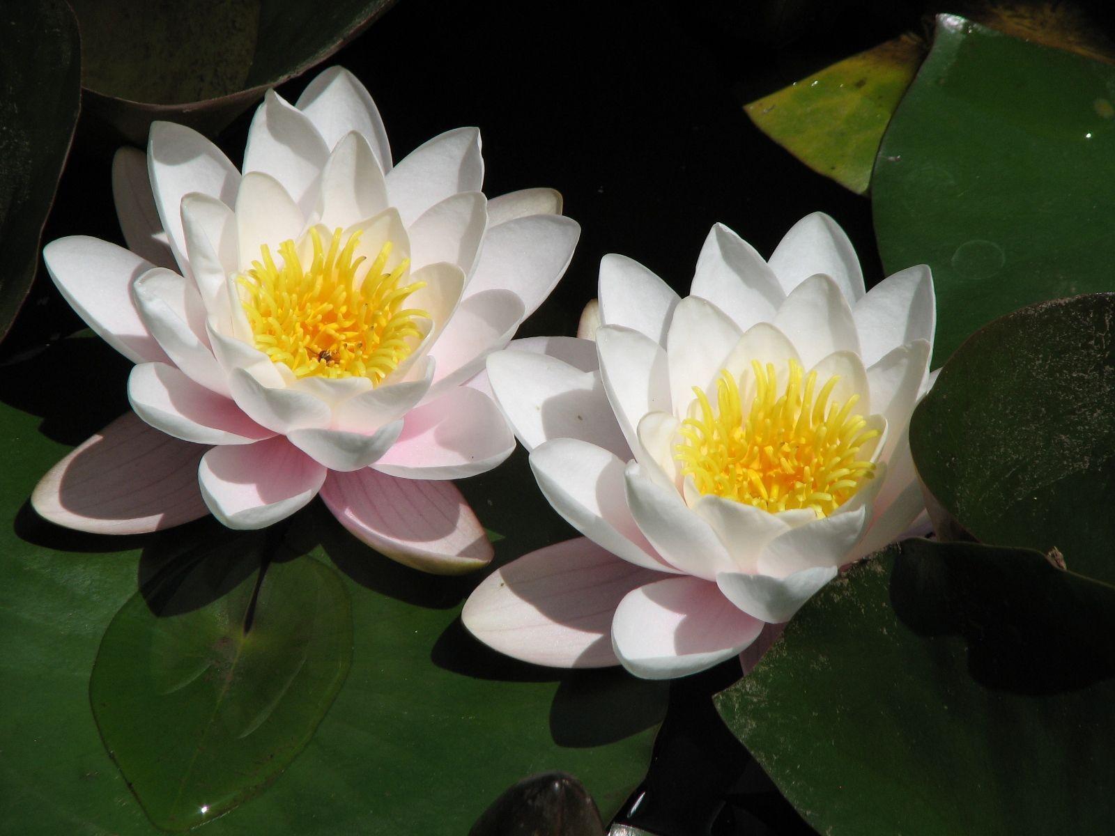 Lotus Flowers Wallpapers HD