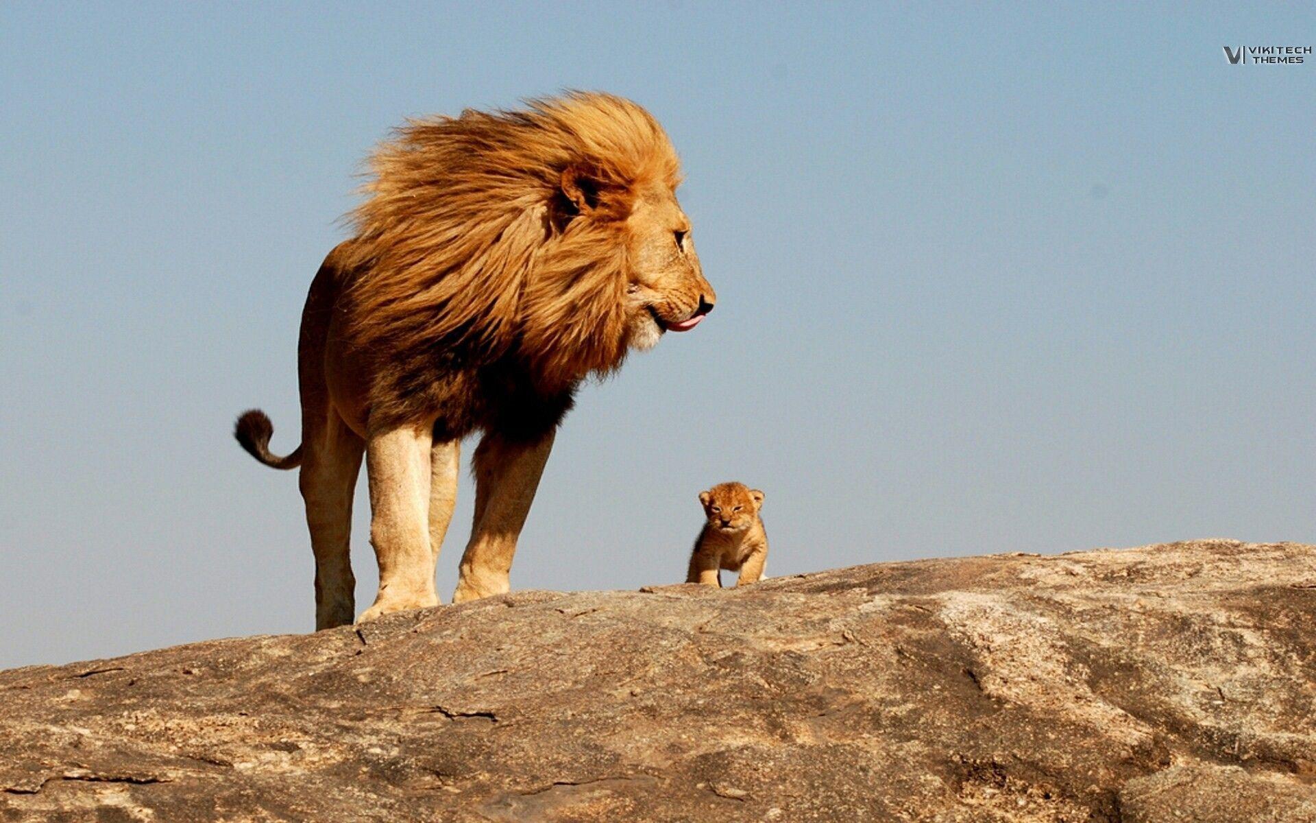 Lion, king, safari, savage wallpapers and image