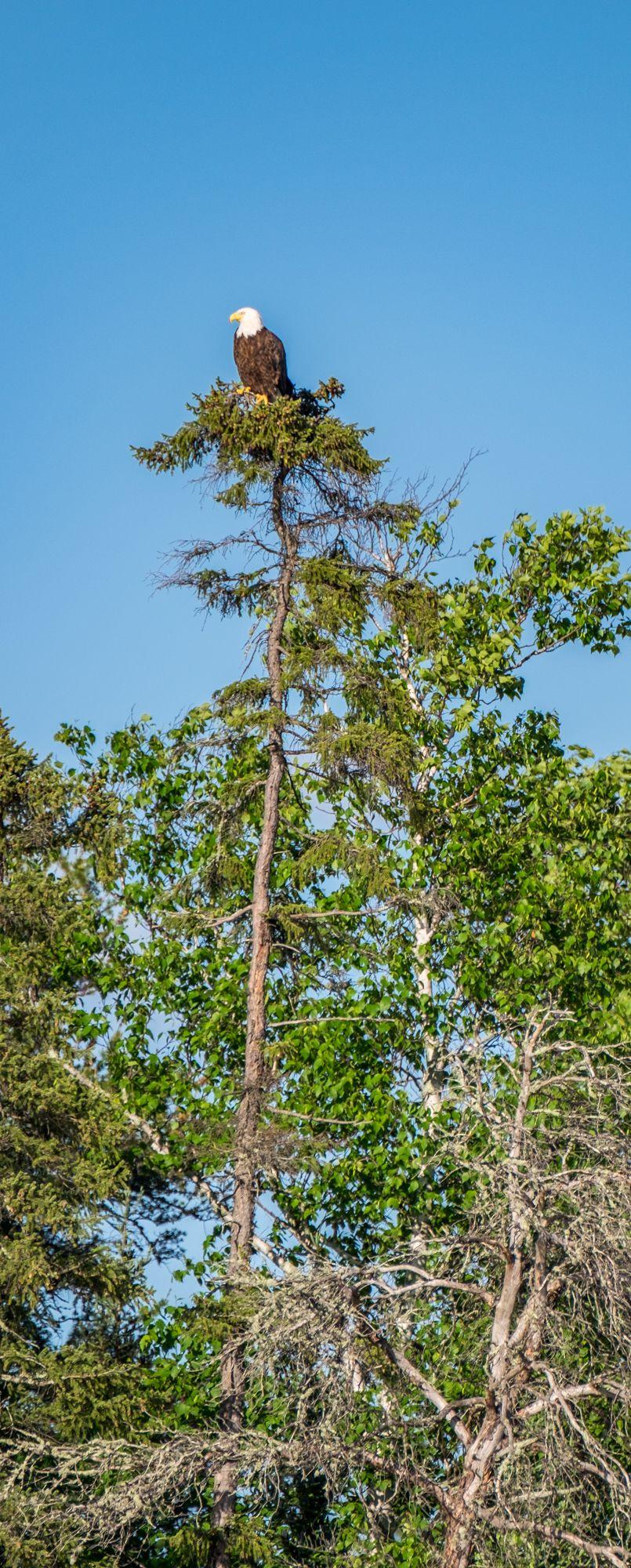 Voyageurs National Park