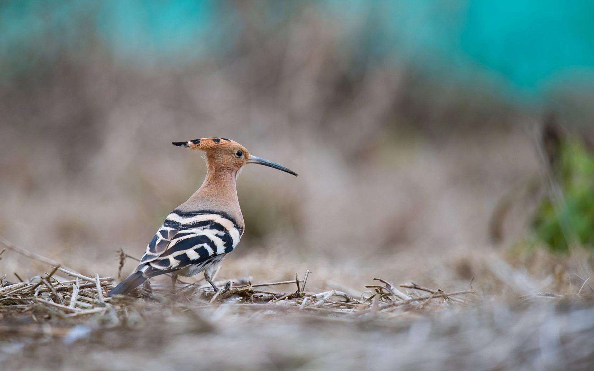 Hoopoe Wallpapers HD