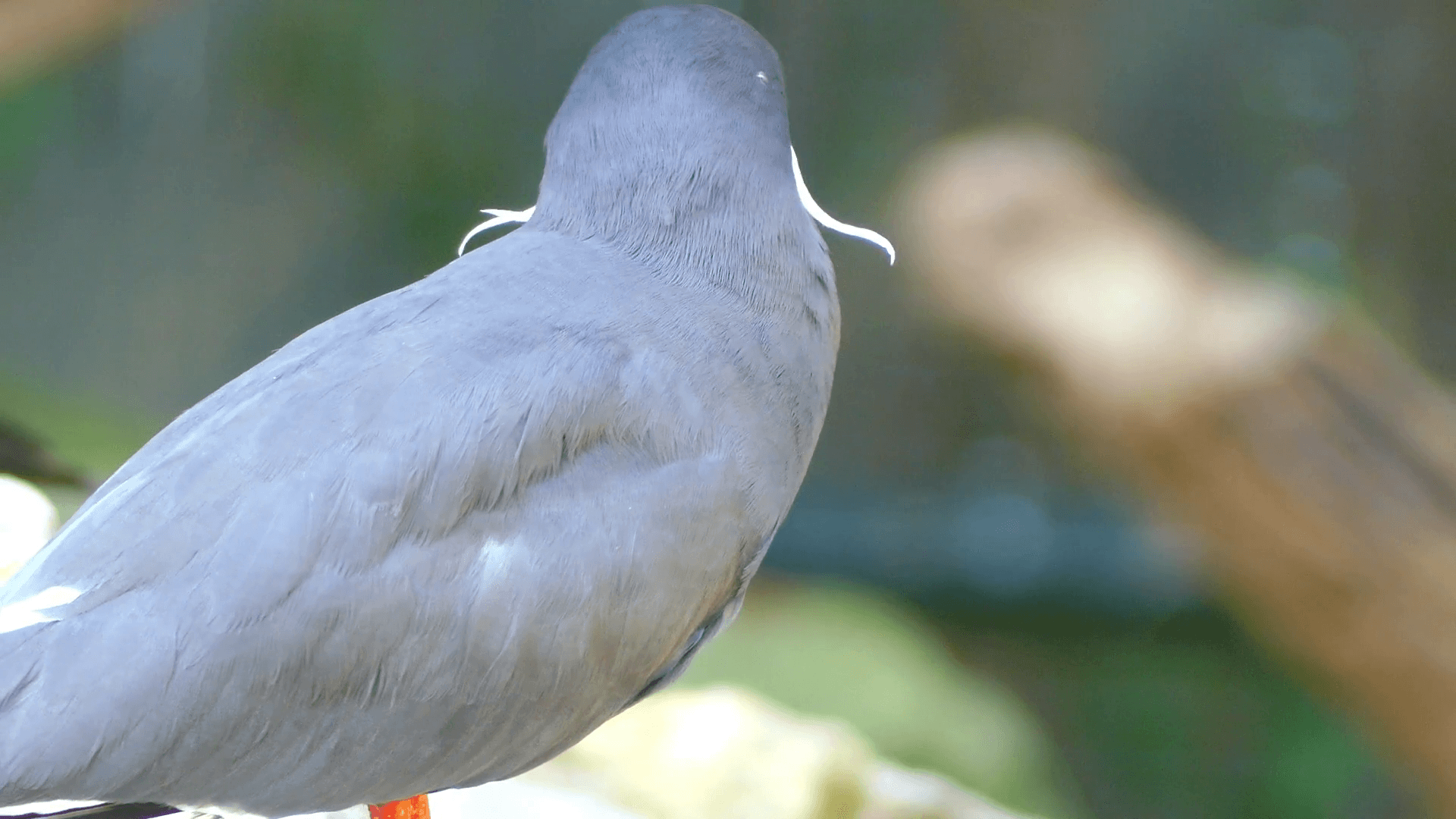 Inca tern