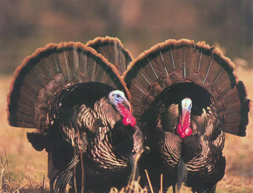 Wild Turkey Hunting