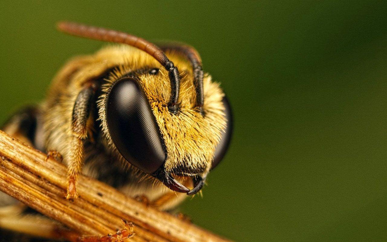 honey bee hd wallpapers