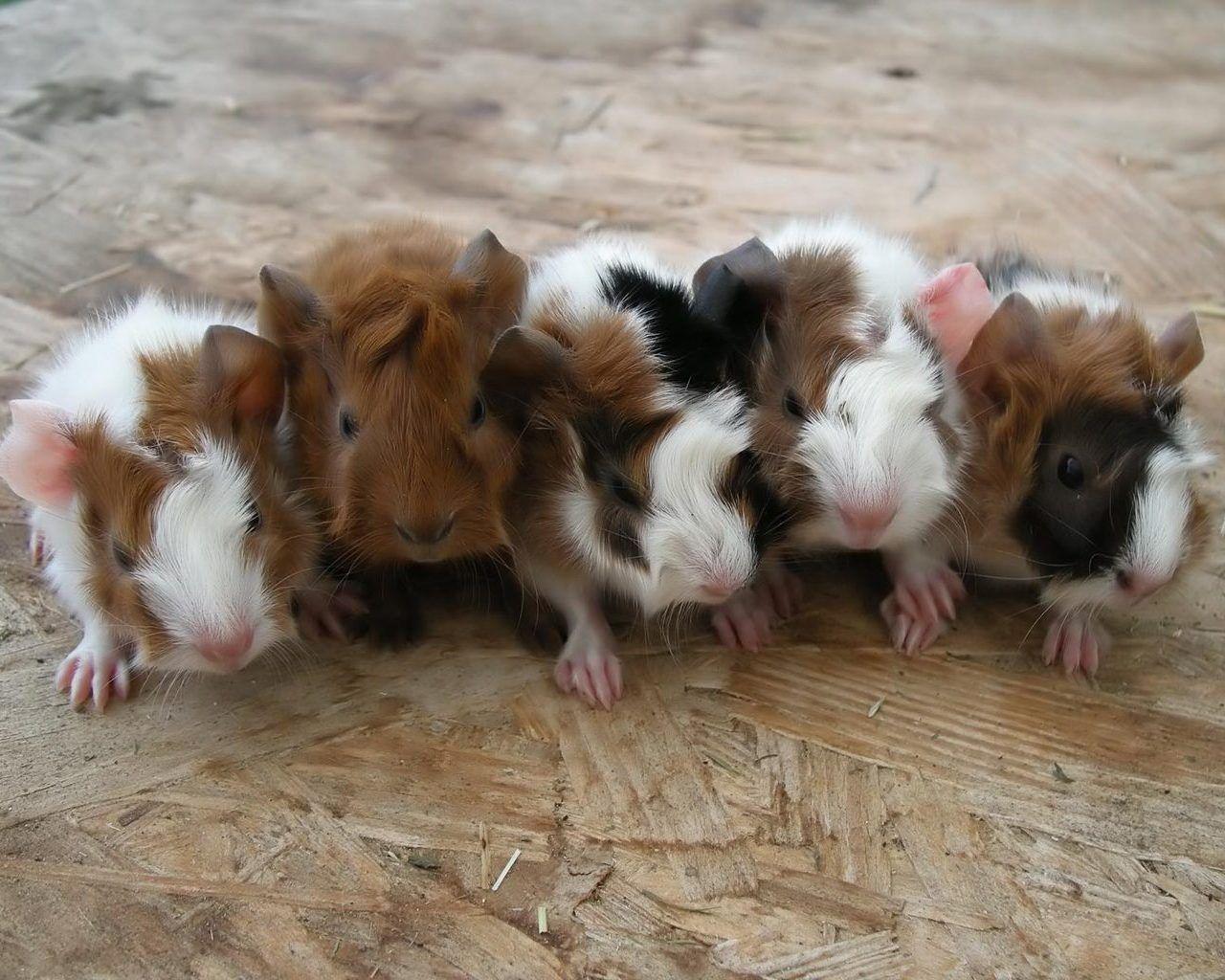 undefined Pictures Of Guinea Pigs Wallpapers