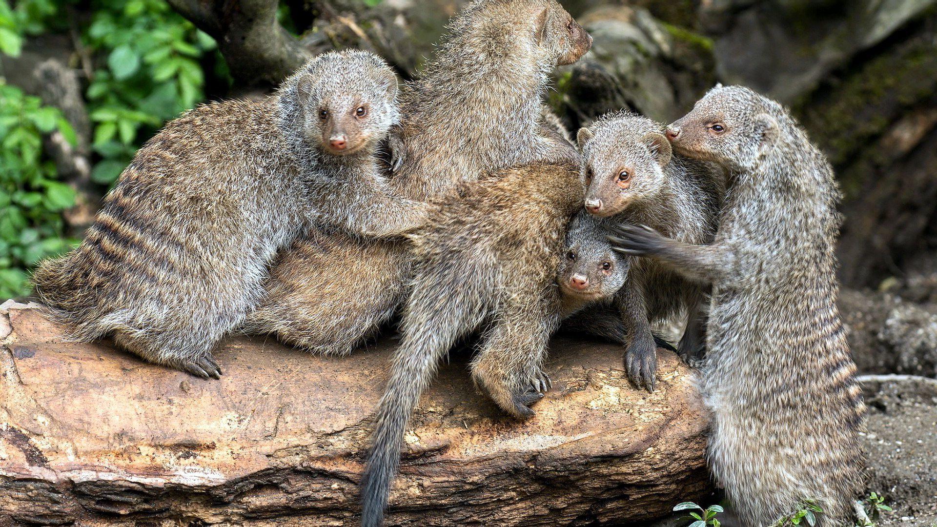 Banded mongooses Wallpapers