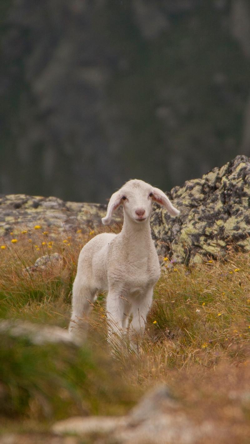 Download wallpapers lamb, sheep, cub, mountains iphone se/5s