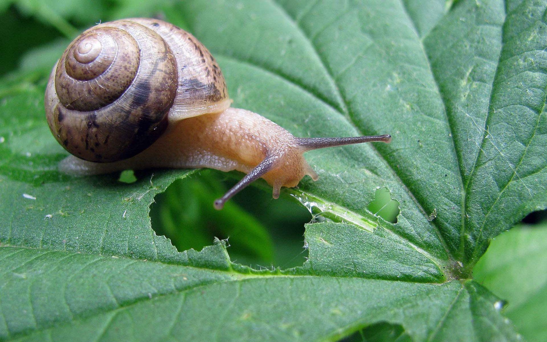 Snail HD Wallpapers