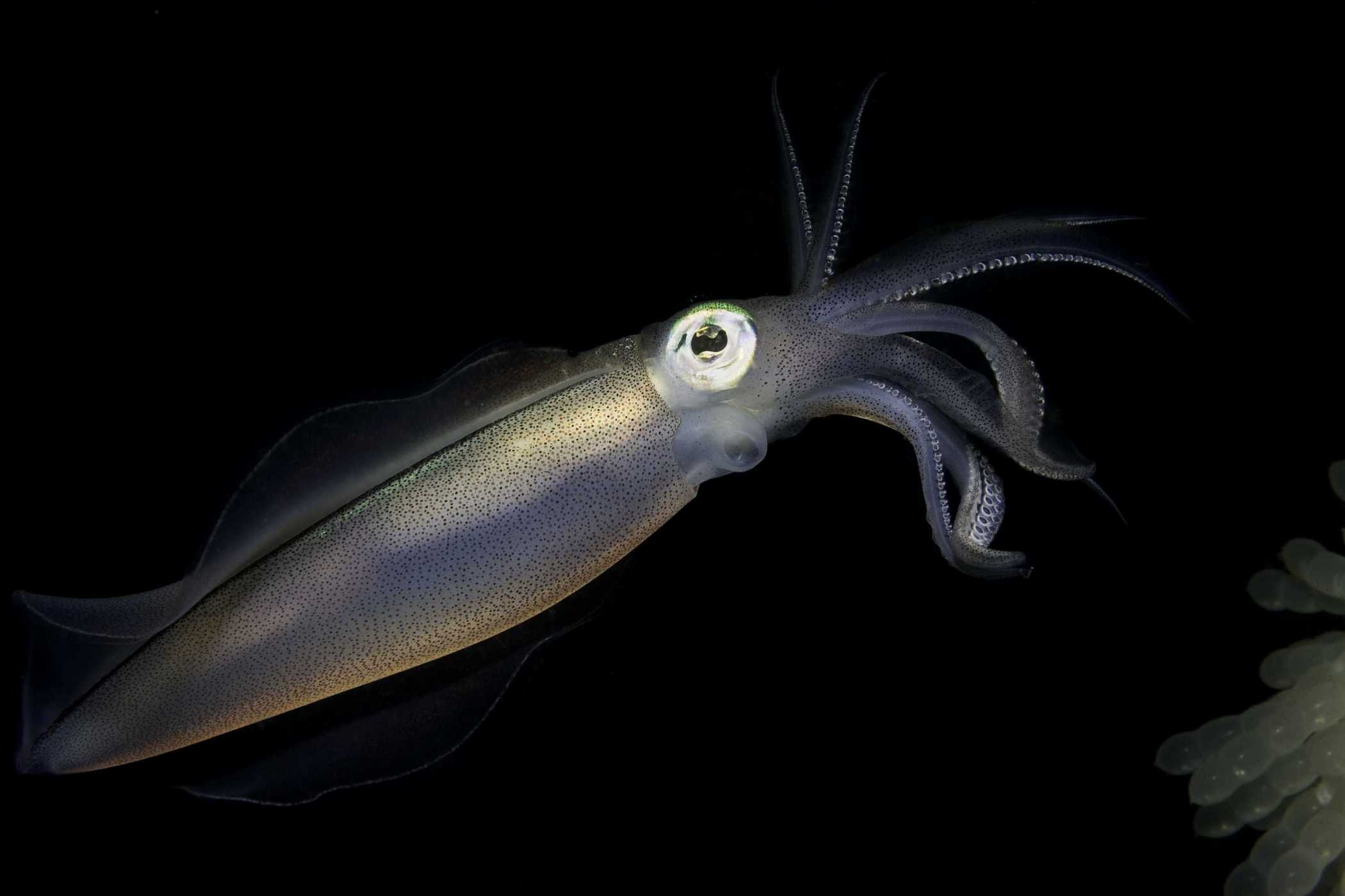 Squid HD Wallpapers