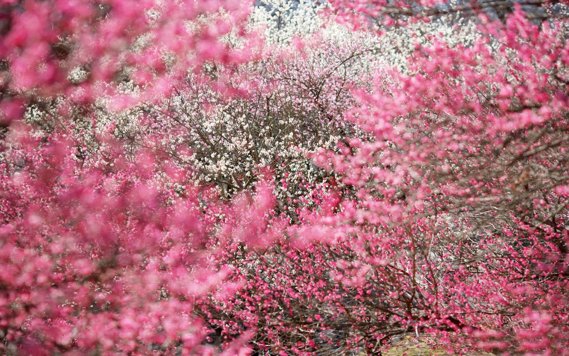 Desktop Sakura Cherry Blossom Wallpapers