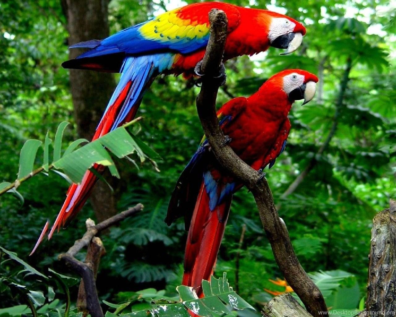 Cute Macaw Parrot Desktop HD Wallpapers Desktop Backgrounds