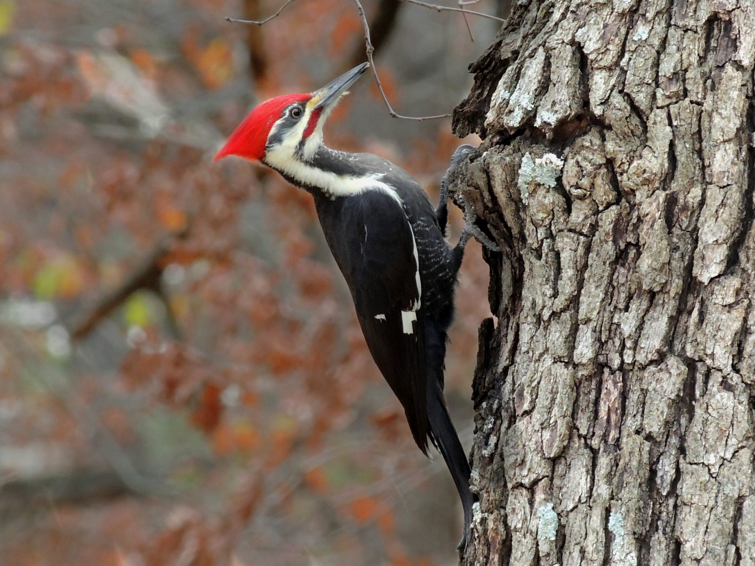 Woodpecker Bird Photos HD Wallpapers – Animals And Birds