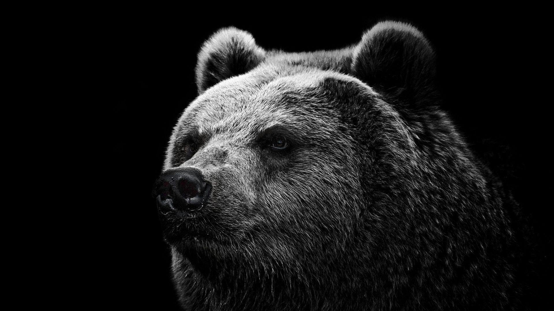 Hd Wallpapers Grizzly Bear Wallpapers Wild Big Grizzly 1280 X 960