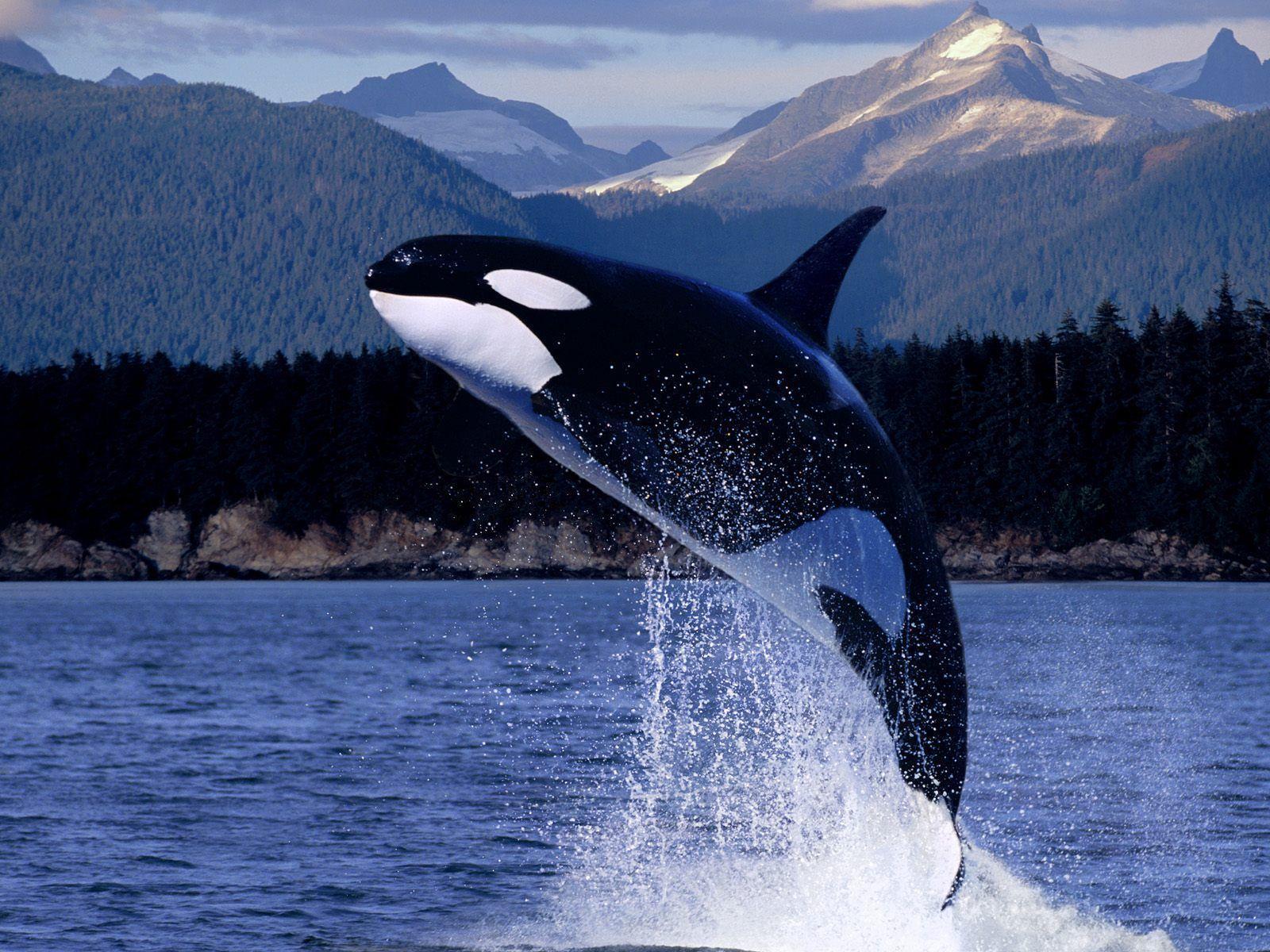 Orca HD wallpapers