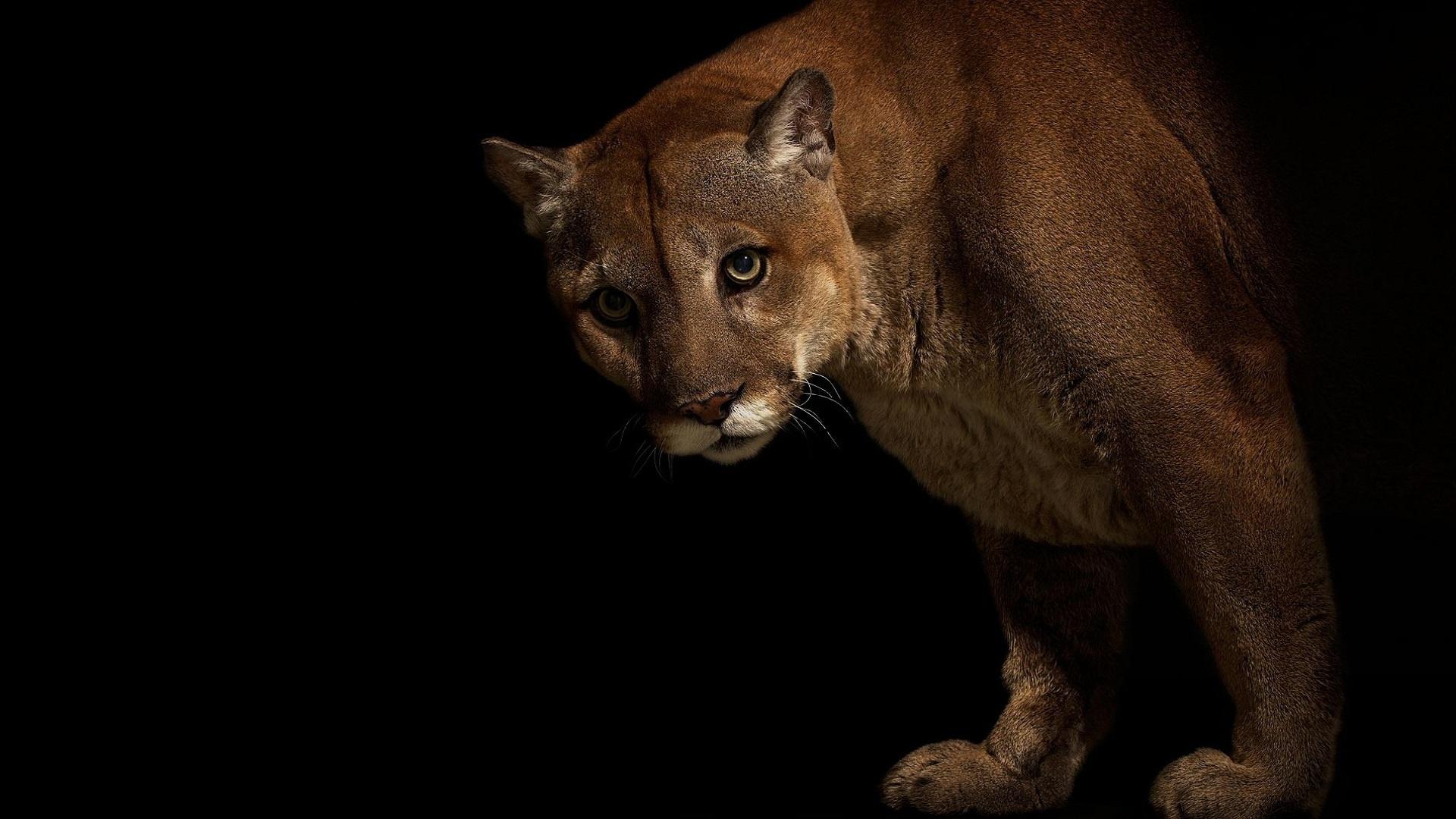 big, Cats, Pumas, Animals, Cougar Wallpapers HD / Desktop