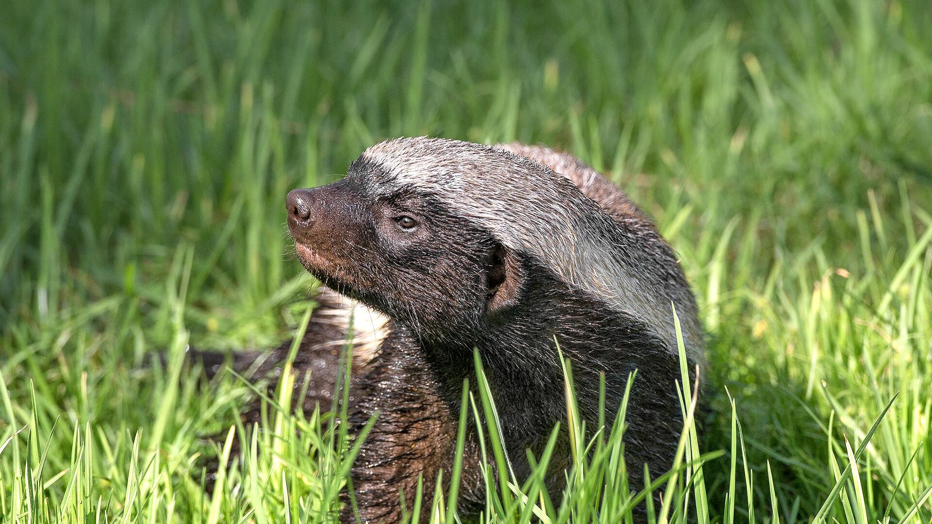 Honey Badger