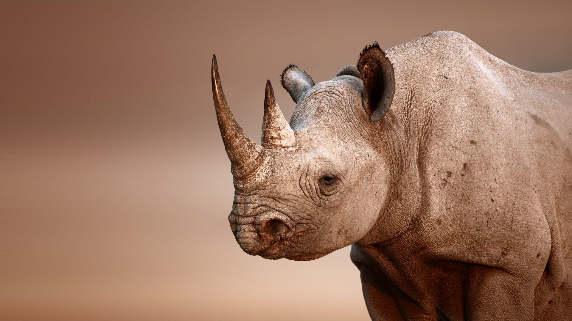 Wallpapers Rhinoceros Hd Desktop