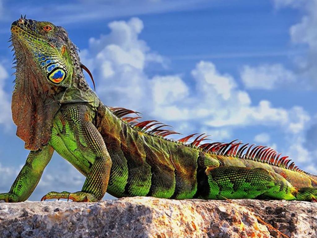 Iguana Wallpapers 26