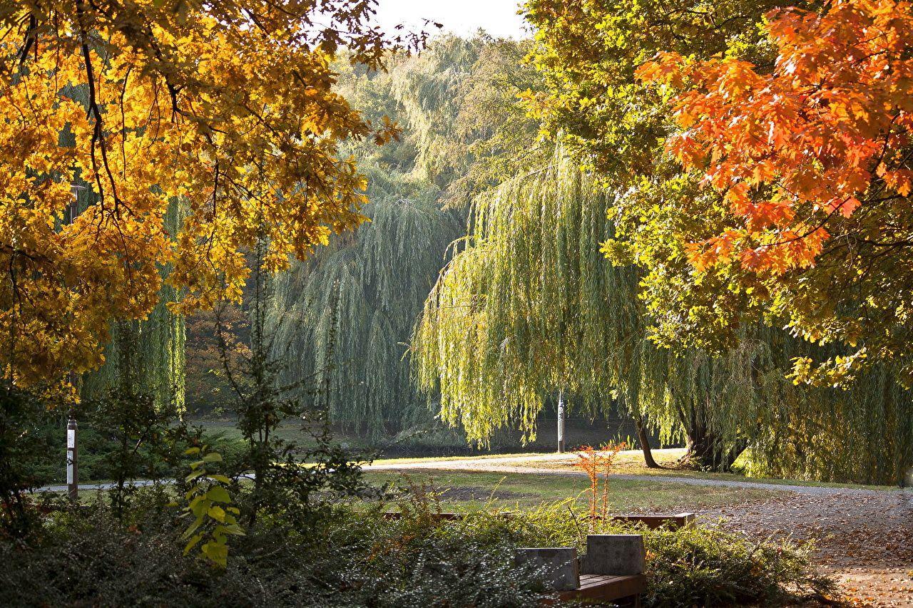 Wallpapers Leaf Hungary Debrecen Nature Autumn Parks Scenery