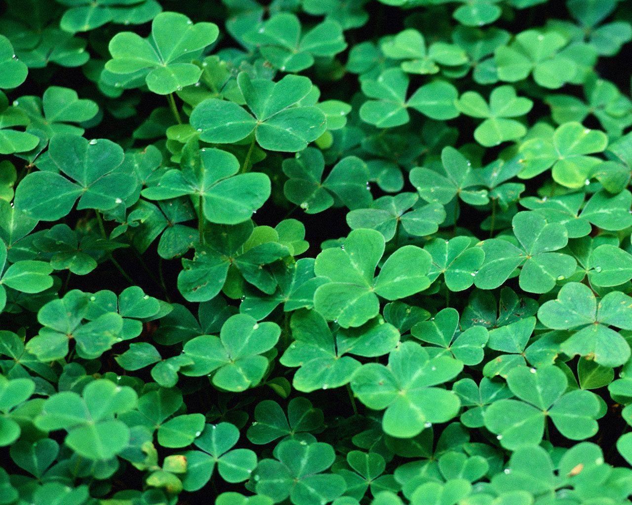 Desktop Wallpapers · Gallery · Miscellaneous · Saint Patrick&Day