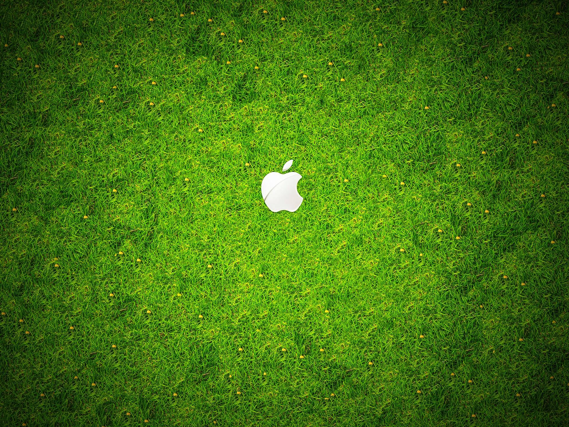 Grass Wallpapers 11