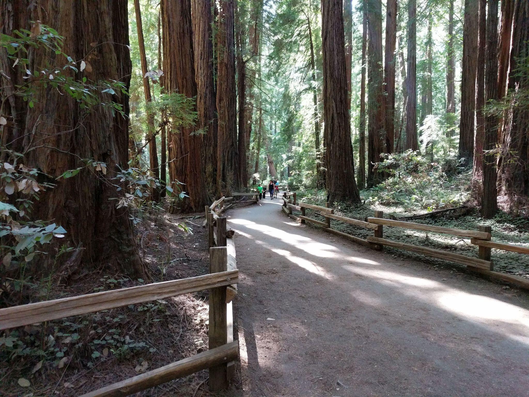 Best Trails in Muir Woods National Monument