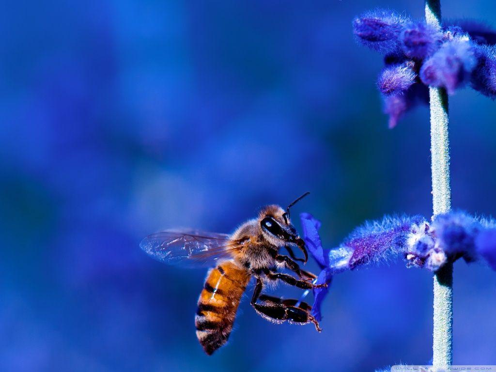 Honey Bee, Blue Lavender Flowers ❤ HD Desktop Wallpapers for 4K