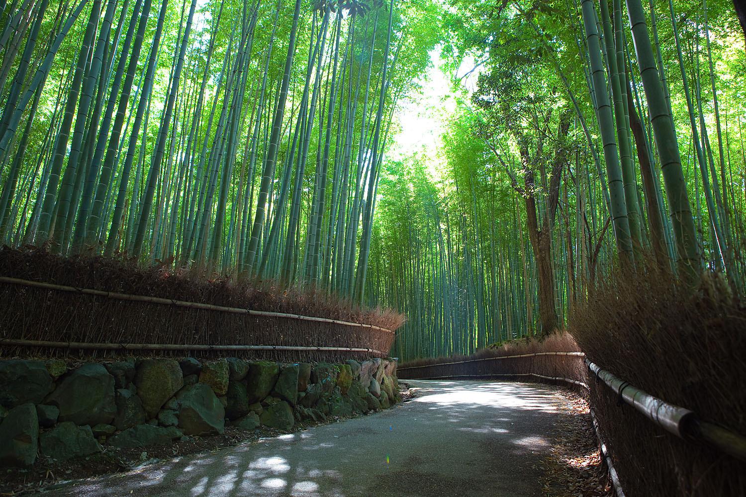 Bamboo Grove Wallpapers New Arashiyama Bamboo Grove by Ldmarin On