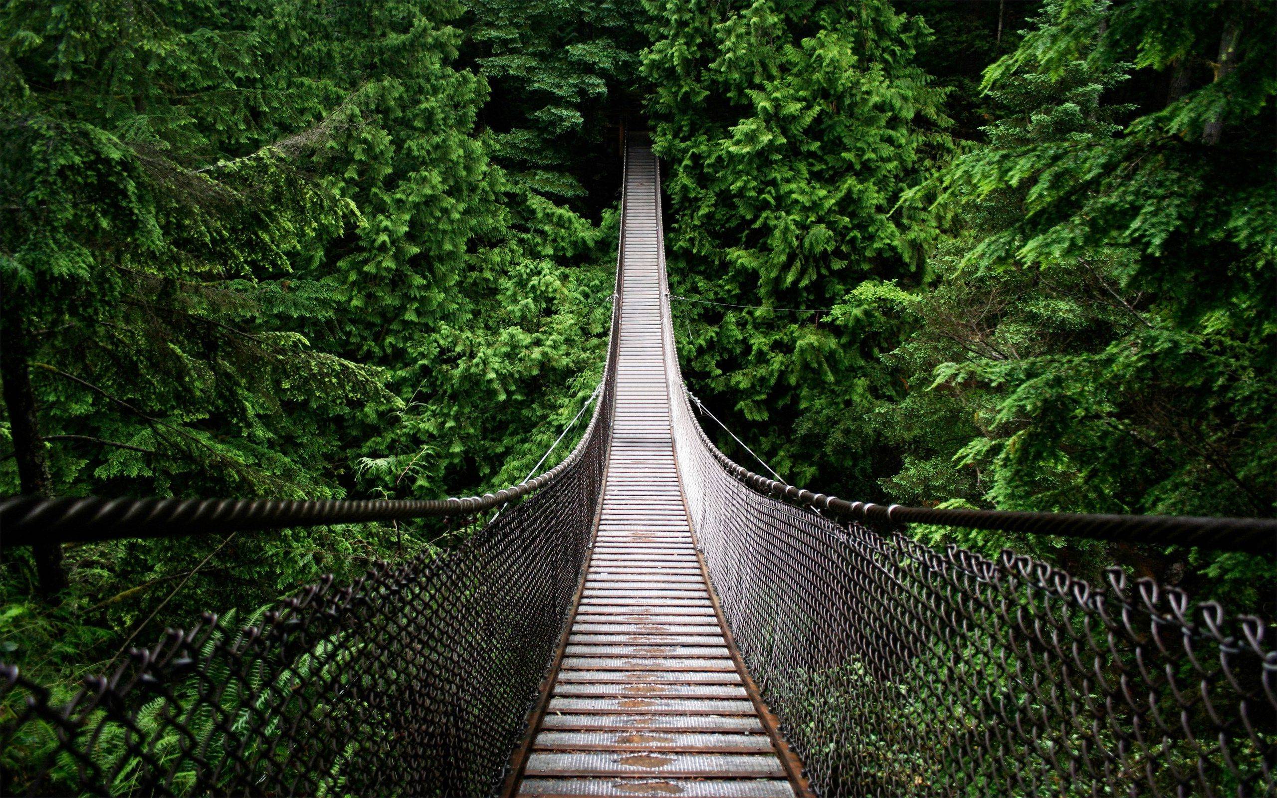 Amazon Rainforest Bridge HD Wallpapers Full Wallpapers