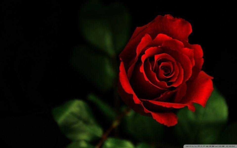 Rose Hd Desktop Wallpapers High Definition Fullscreen Mobile Your