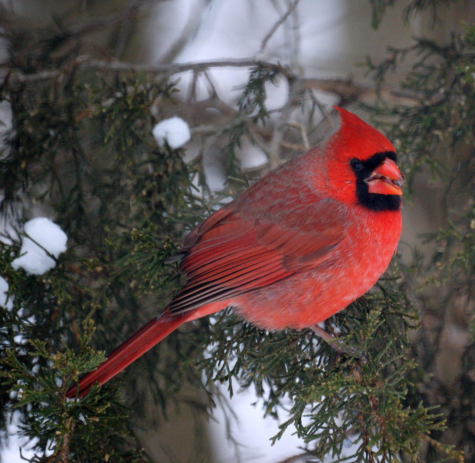 NJ Bird Photos: Birds of New Jersey: March 1, 2009