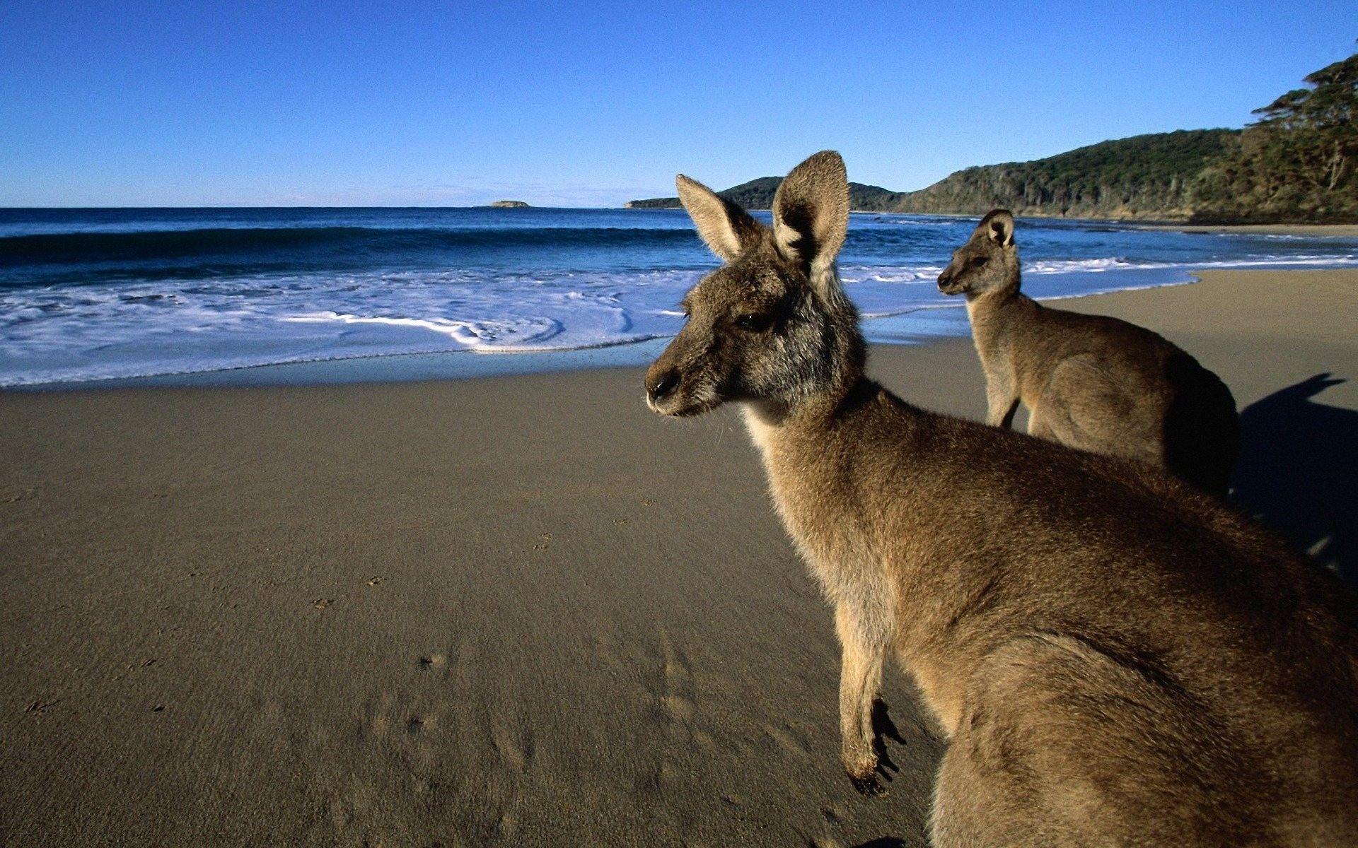 41 Kangaroo Wallpapers