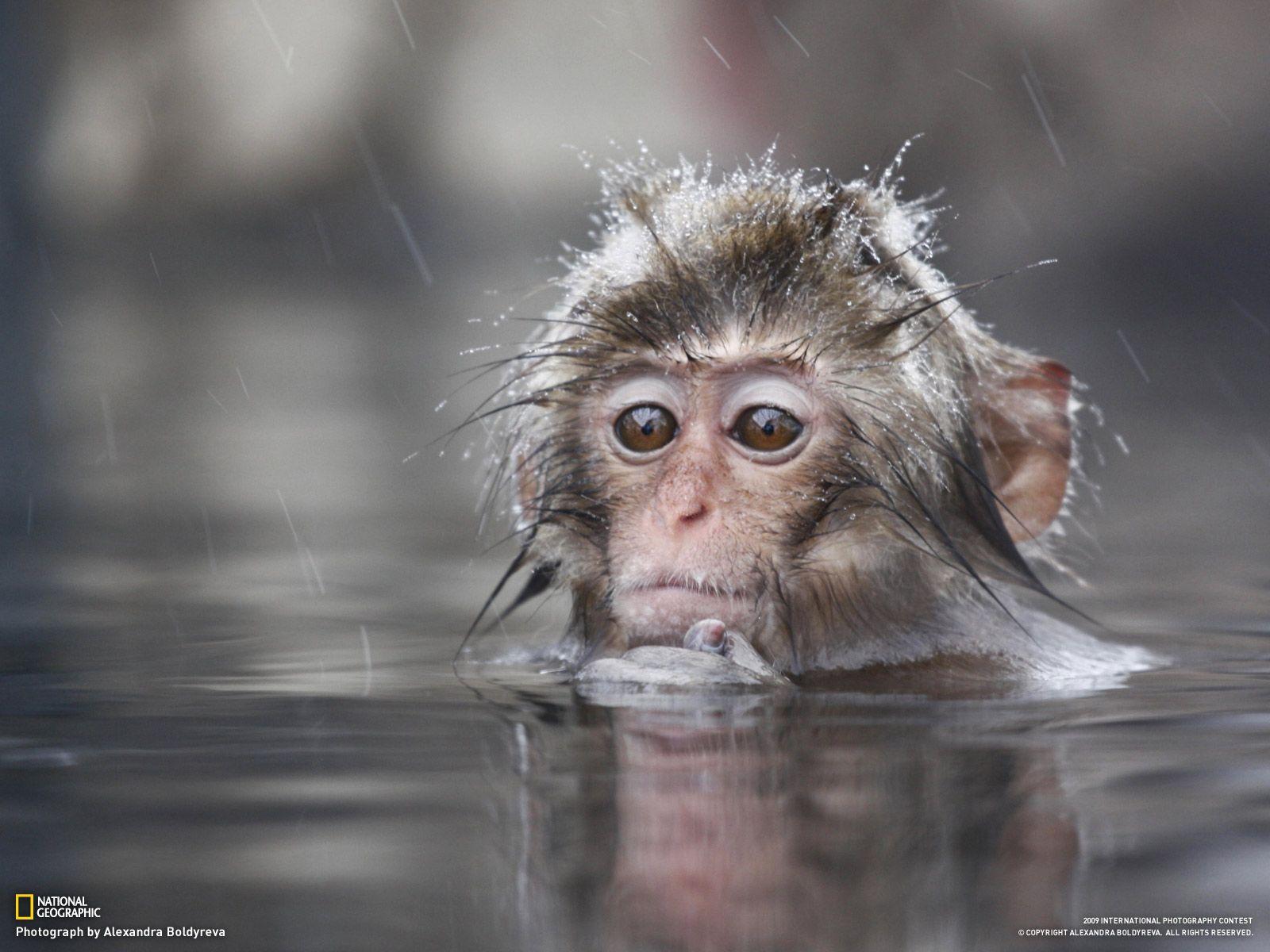 Animals For > Cute Baby Monkey Wallpapers