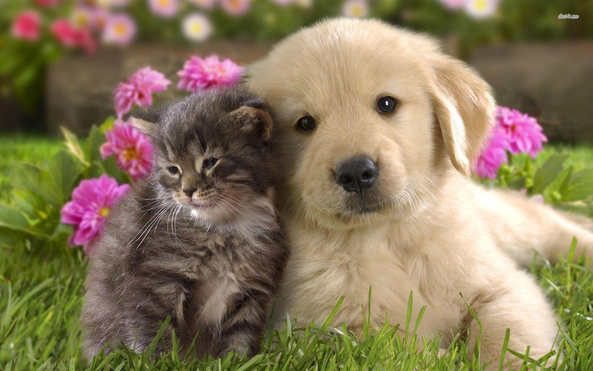 Best Puppies Wallpapers in High Quality, Puppies Backgrounds