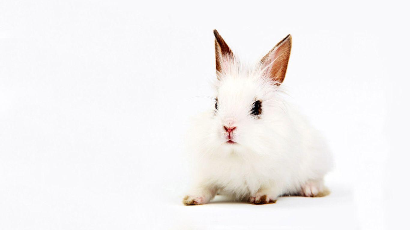 Vintage Rabbit Wallpapers 15523 Hd Wallpapers in Animals