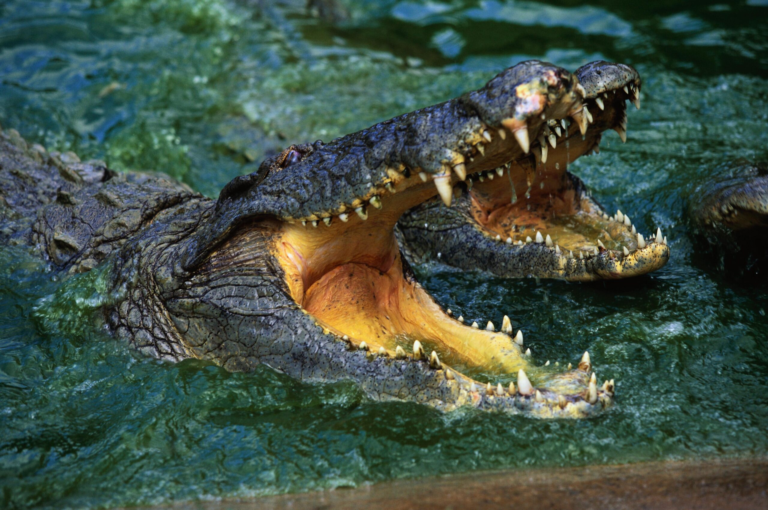 Wallpapers : crocodile, snout, teeth, water, predator