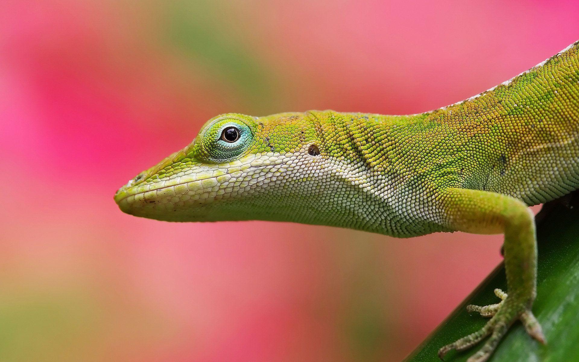 Lizard Wallpapers 180