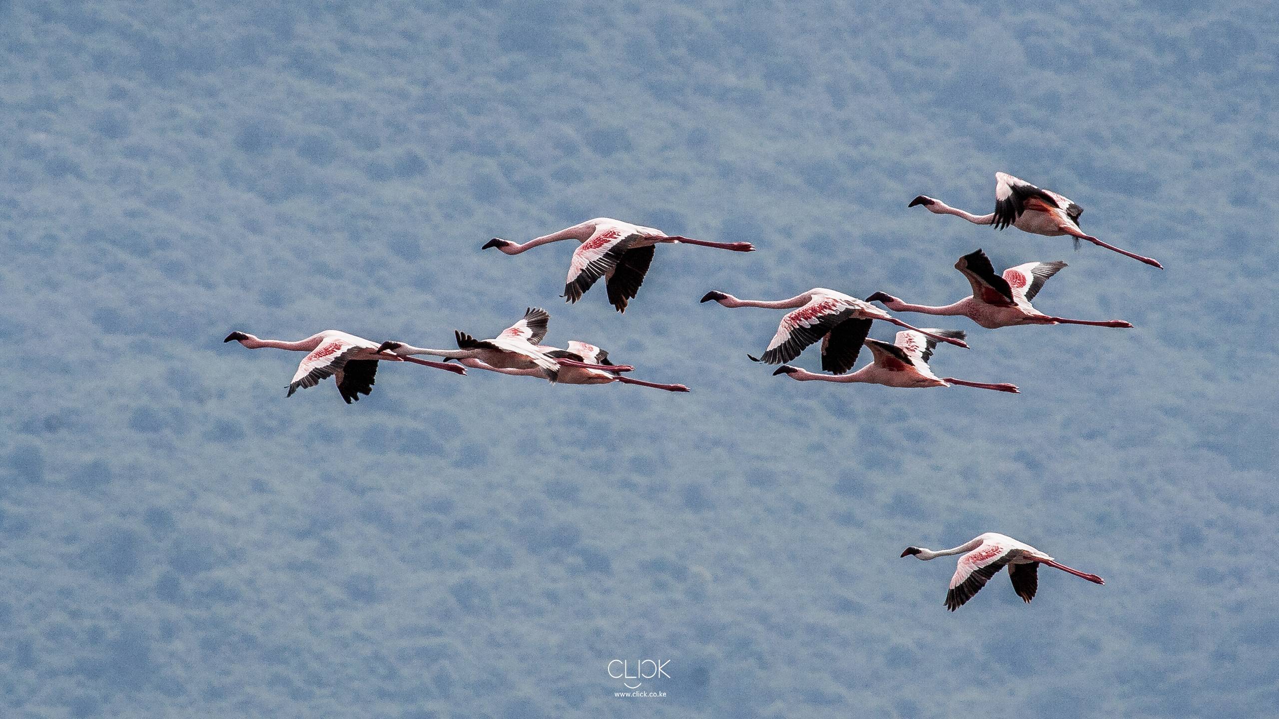 African Screens 52 – Lake Nakuru Flamingoes