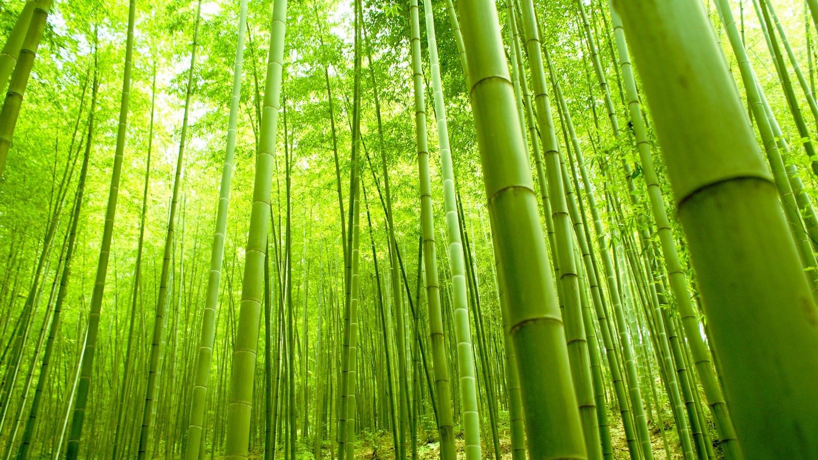 Japan Bamboo forest Wallpapers Magnificent Bamboo forest Japan Puter