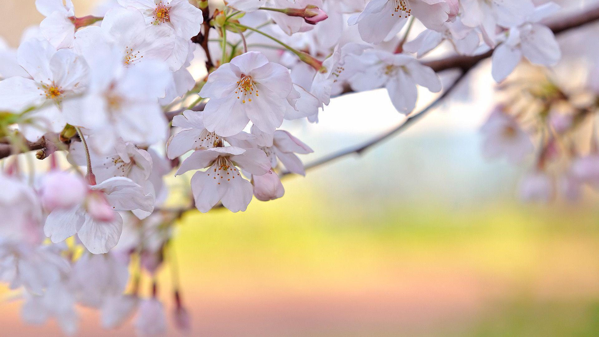 sakura flower HD wallpapers pics