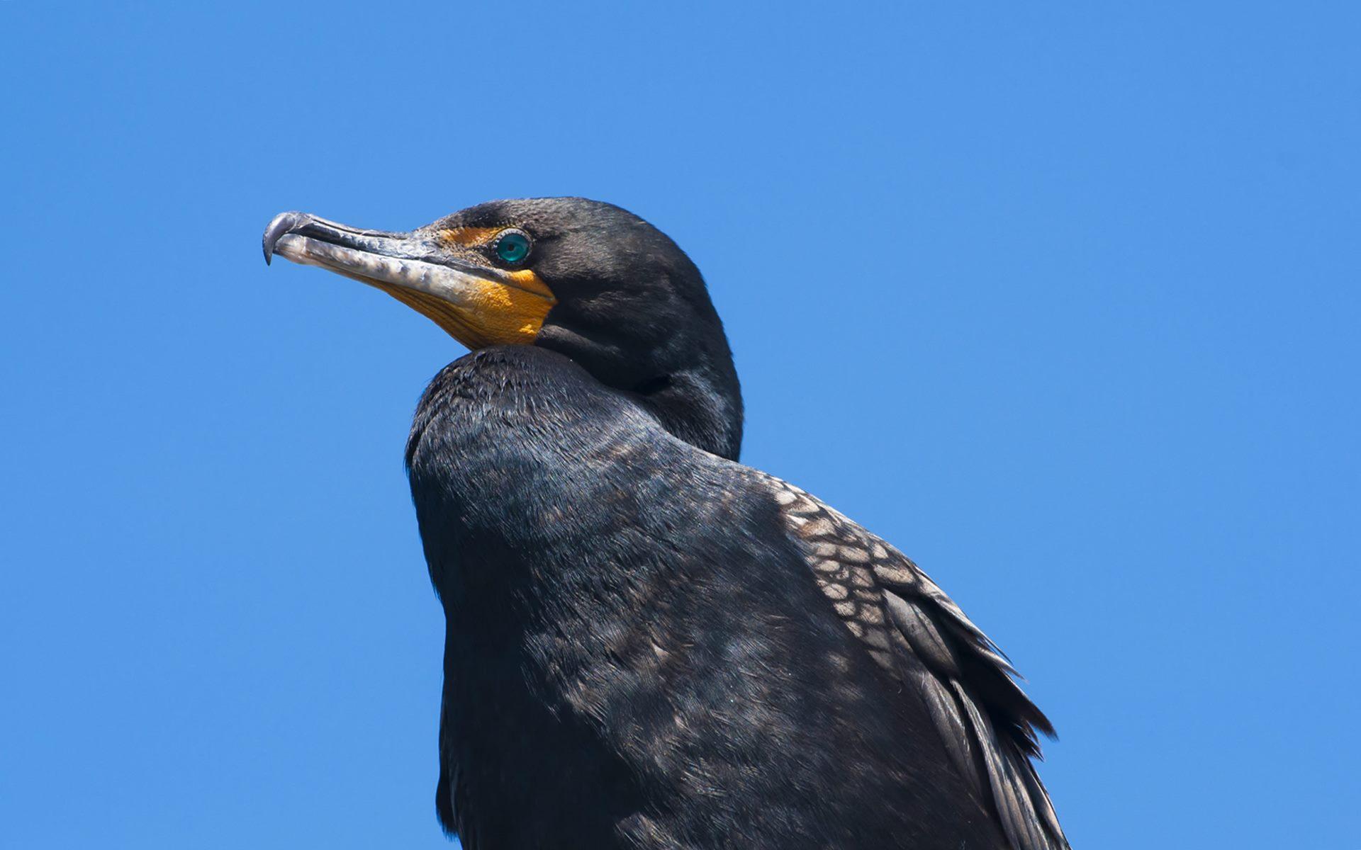 Double Crested Cormorant Bird Hd Wallpapers Image Picture