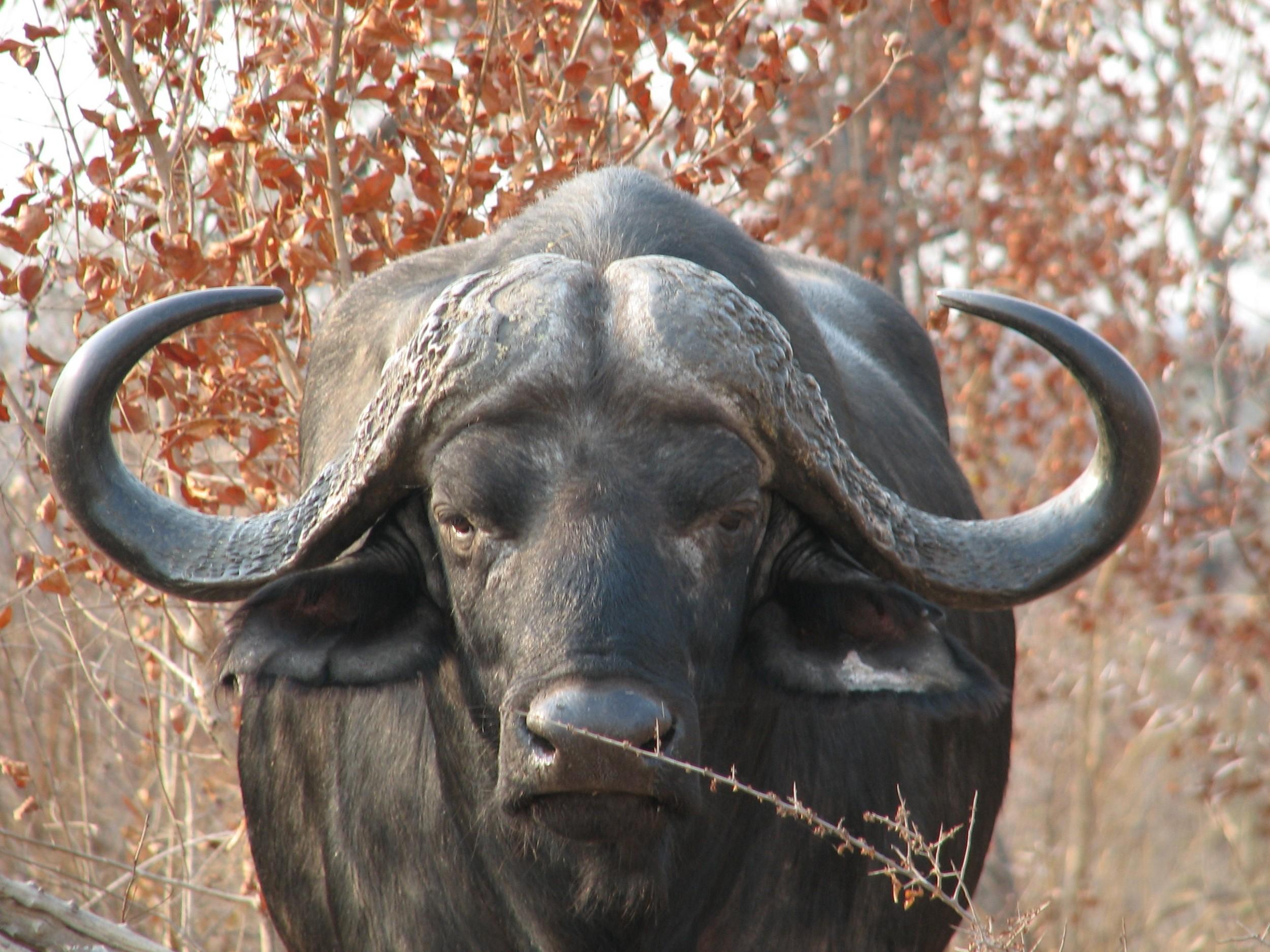 Download Buffalo, Horns Wallpapers