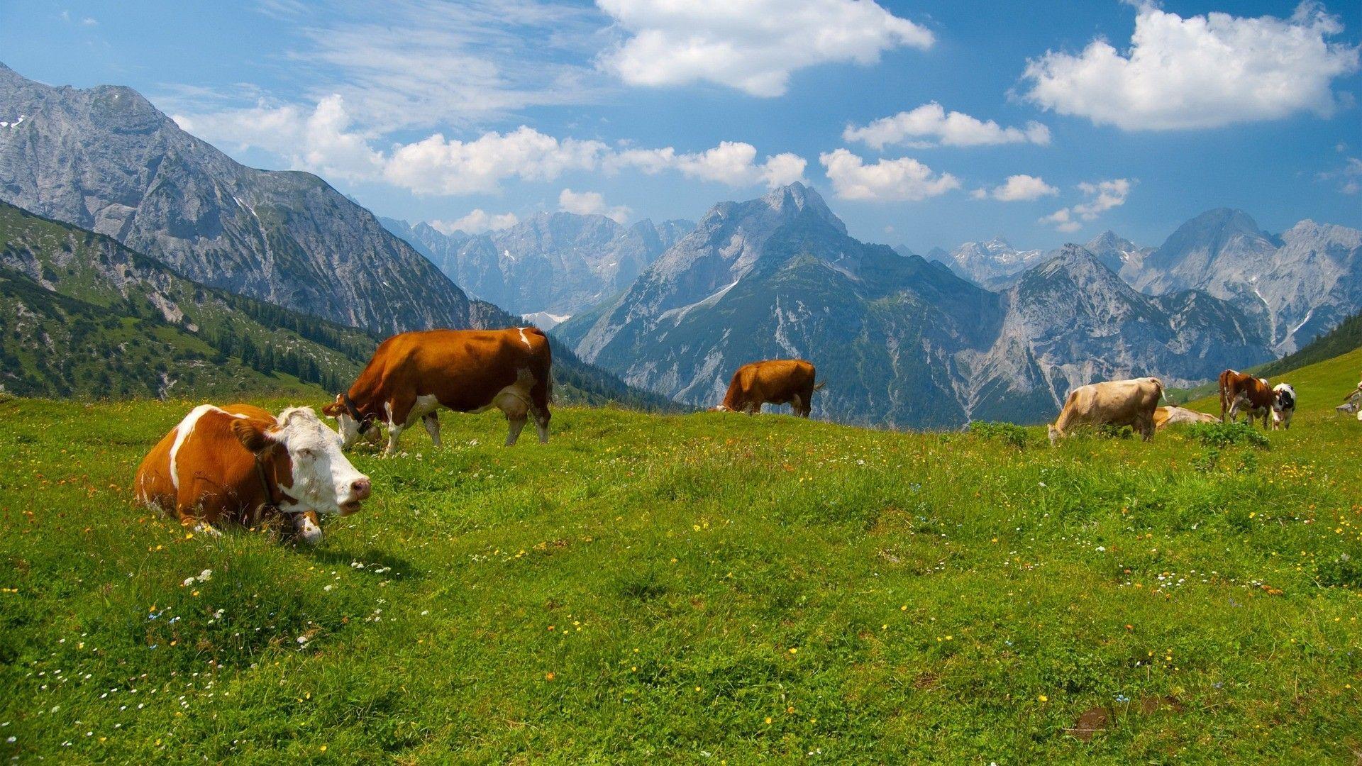 Cow Wallpapers Wallpapers 1920×1080 Cow Picture Wallpapers