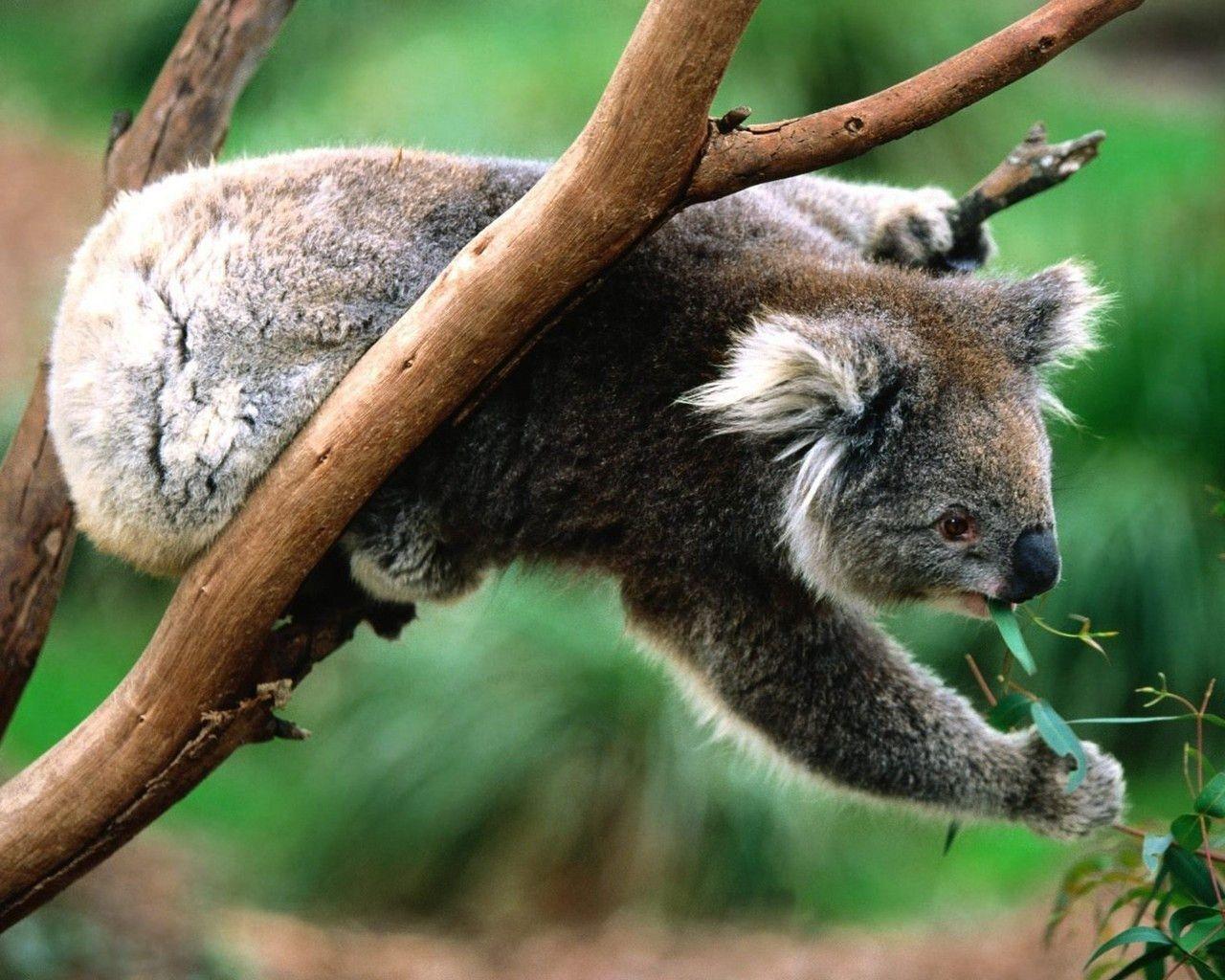 koala wallpapers 1280 WallpaperSuggest