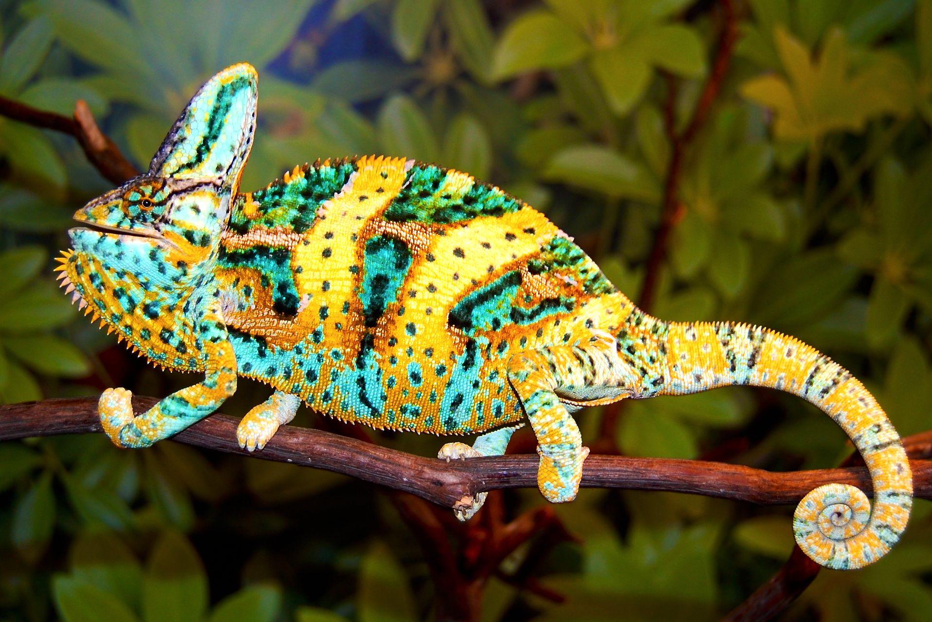 Chameleons Reptile Photos Free HD Wallpapers Download