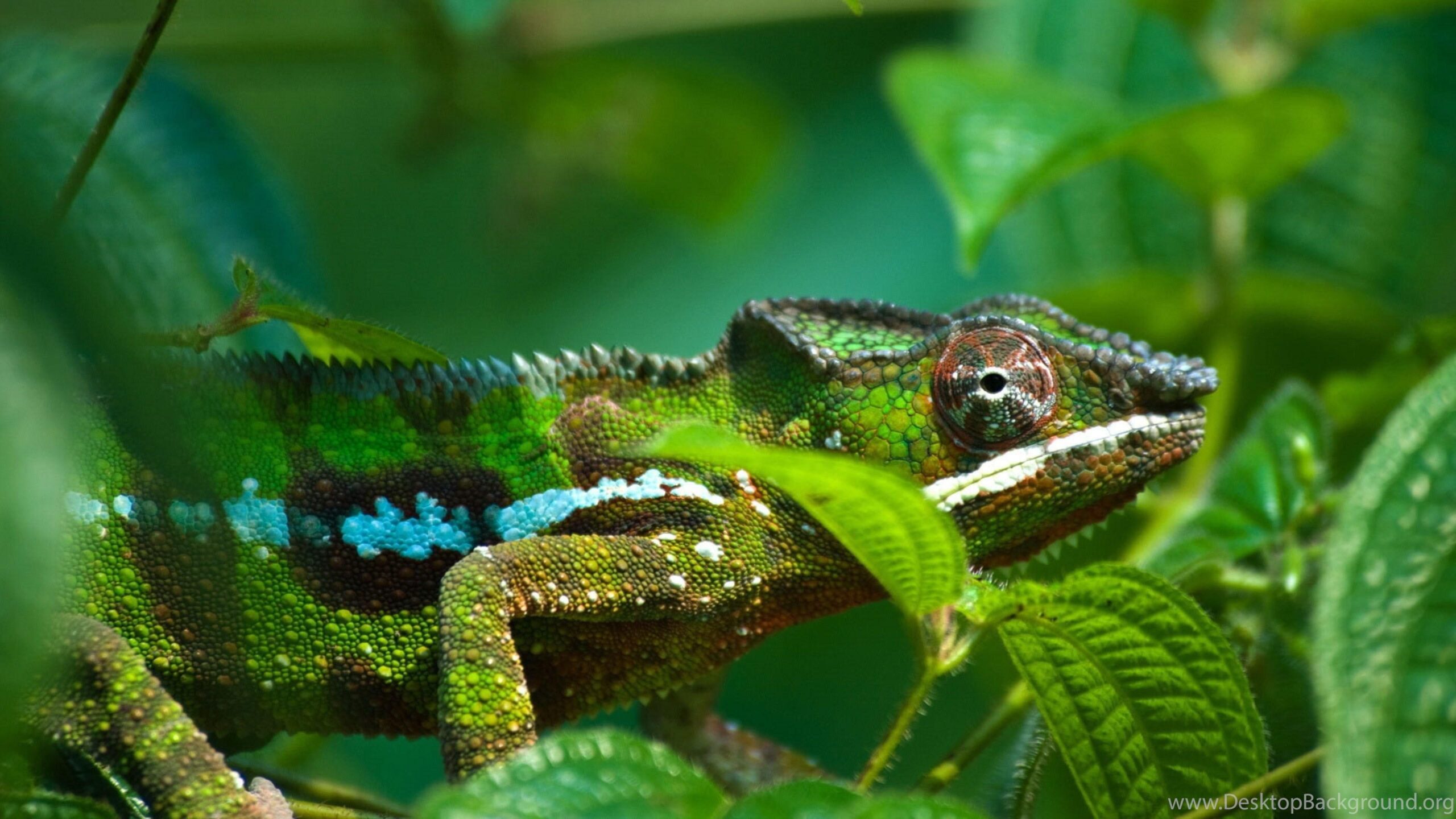 4K Ultra HD Chameleon Wallpapers HD, Desktop Backgrounds