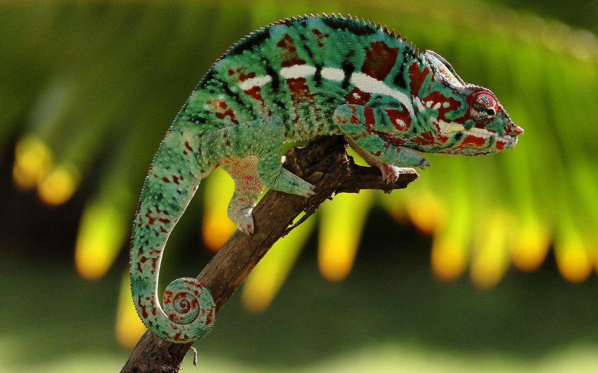 Best Chameleon Wallpapers Image