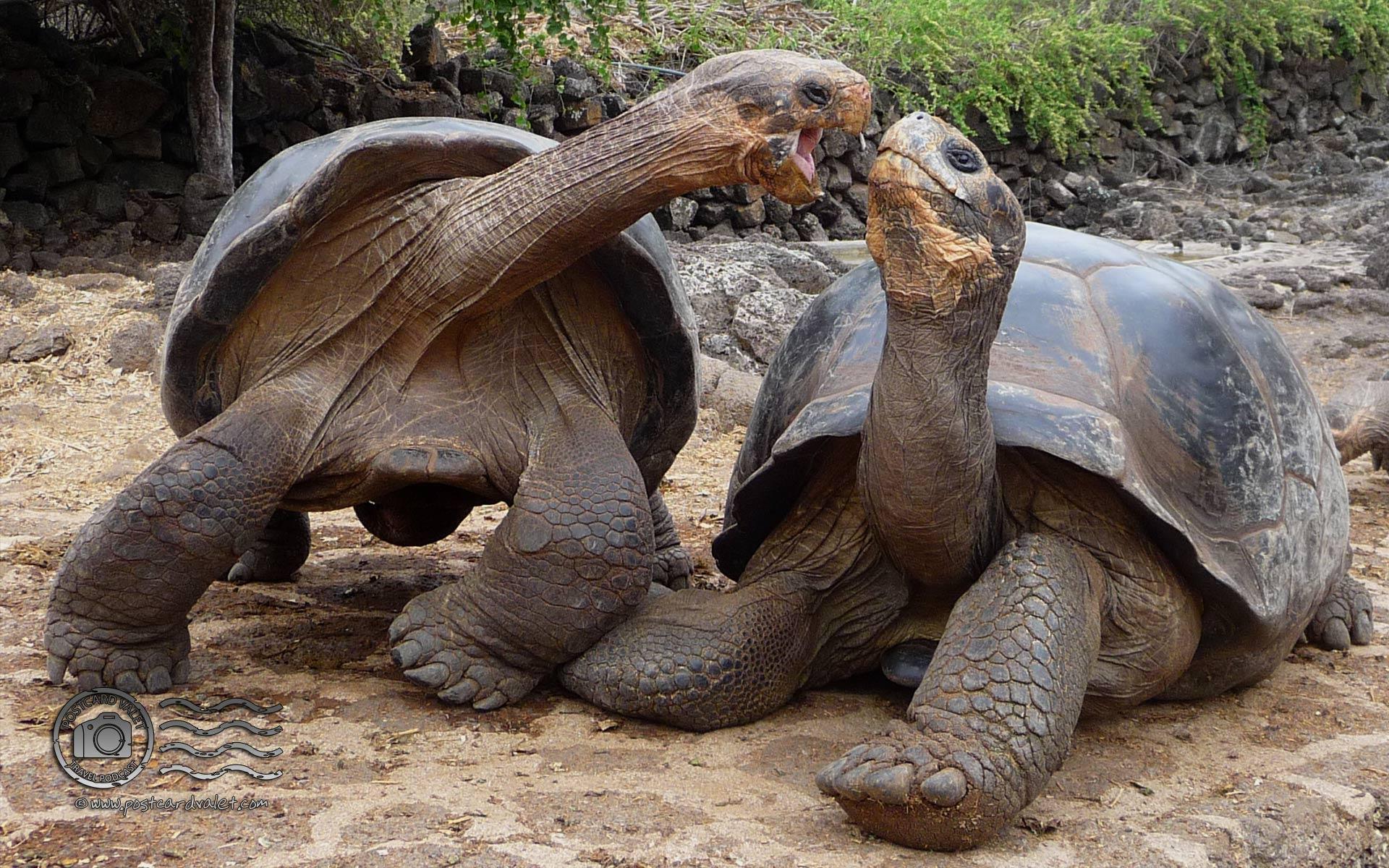 Tortoise Wallpapers HD Download