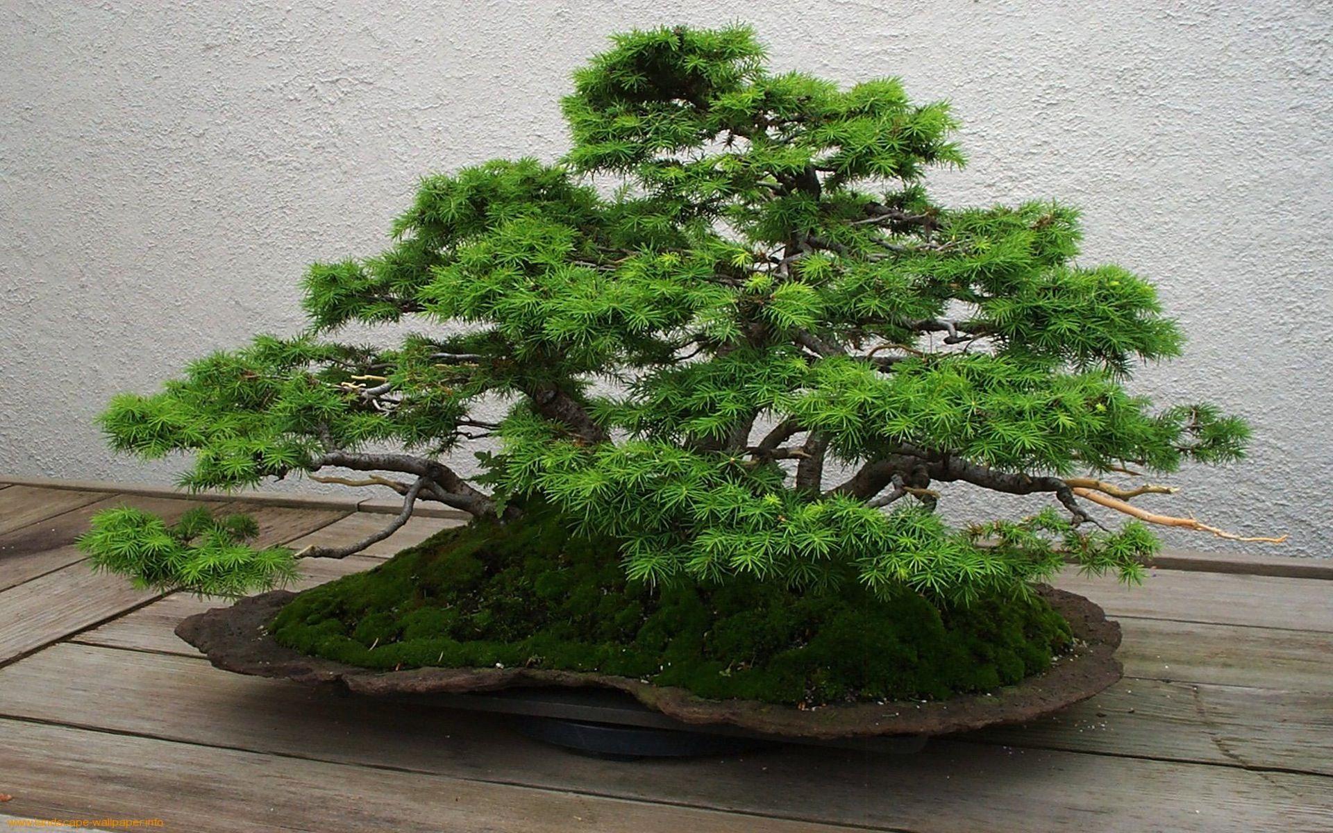 Bonsai Wallpapers