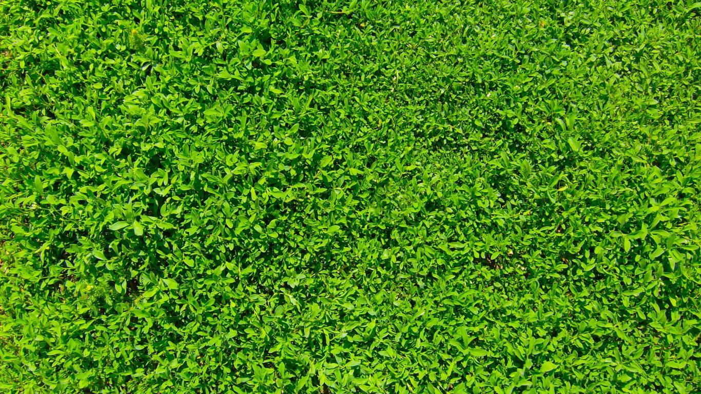 Green grass Wallpapers 2